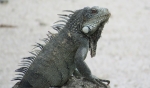 Curacao 2018 Big iguana