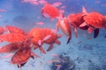 Curacao 2018 A dozen turtles