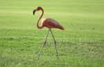 The return of the flamingo