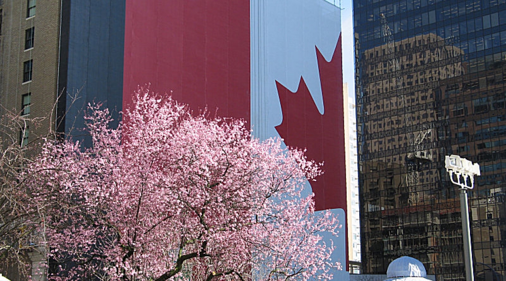 Cherry Blossoms