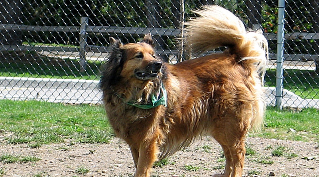 Max at Clayton Off Leash