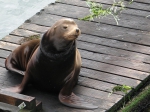 Seal pup