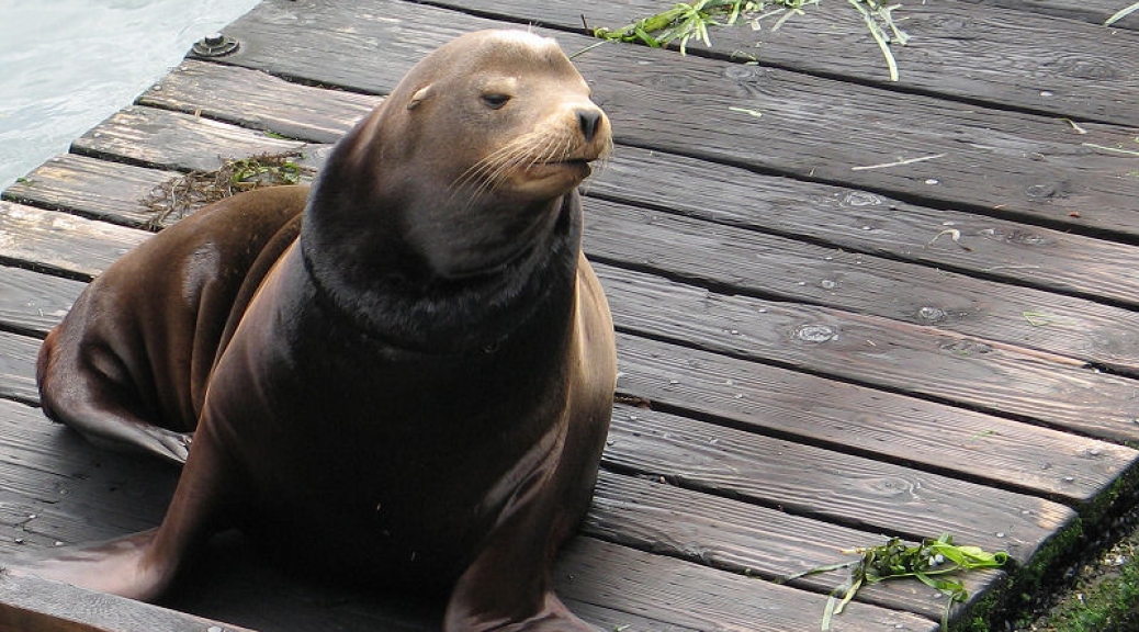 Seal pup