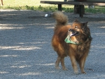 Max in Dogwod