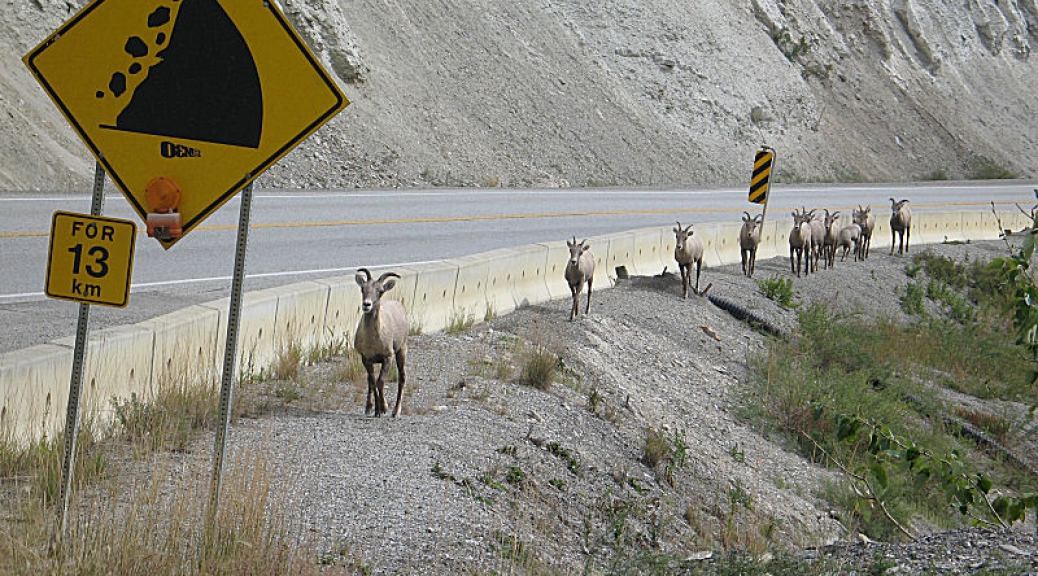 Herd of bighorn