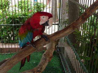 Parrot