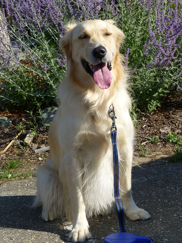 Bailey at Quaaout Lodge