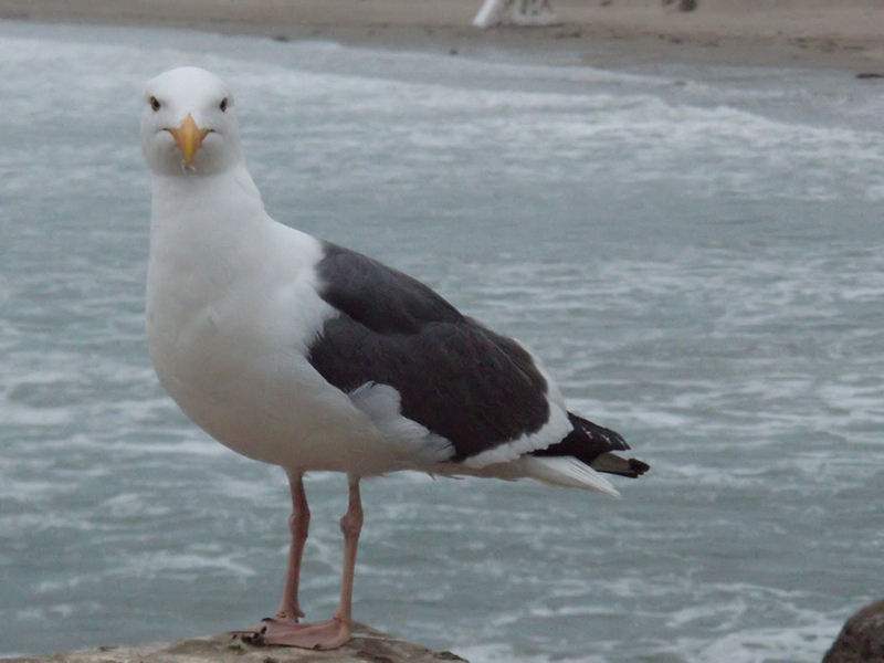 Gull in Morro Bay,CA