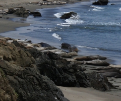 Sea Lions Pacific coast highway