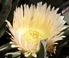 Succulent planted to prevent erosion, Pacific coast highway