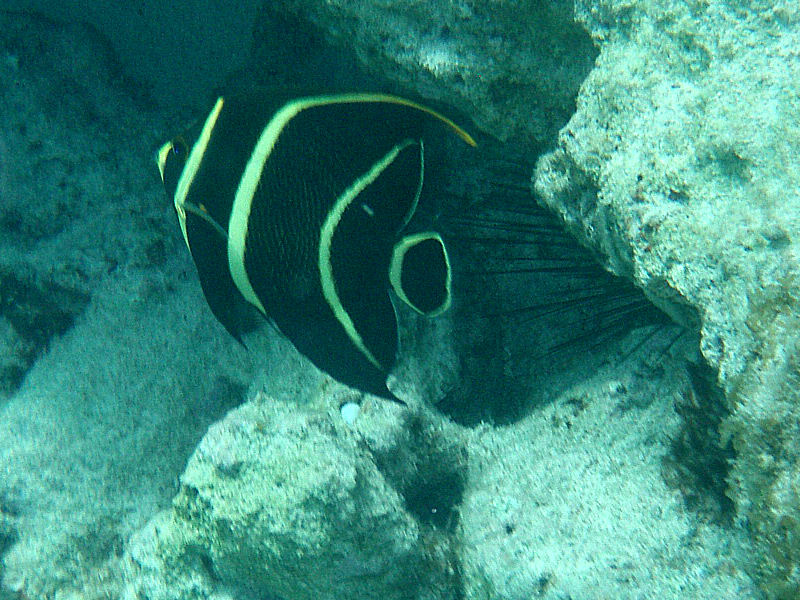 Juvenile French Angelfish