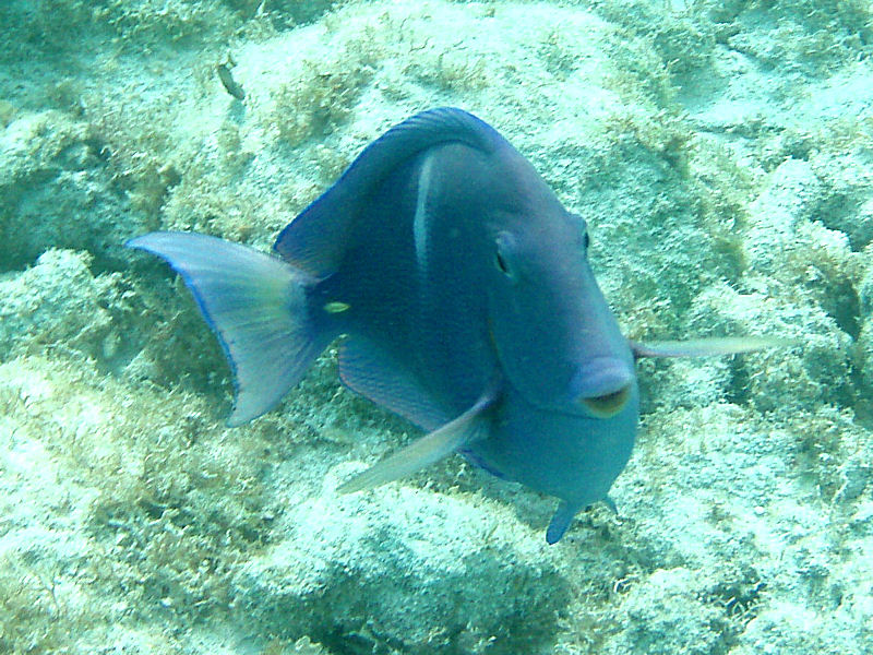 Blue Tang