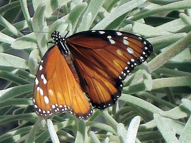 Butterfly in the pirate\'s garden