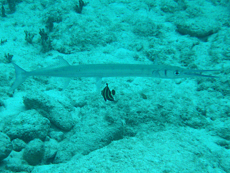 Cleaning station for a houndfish