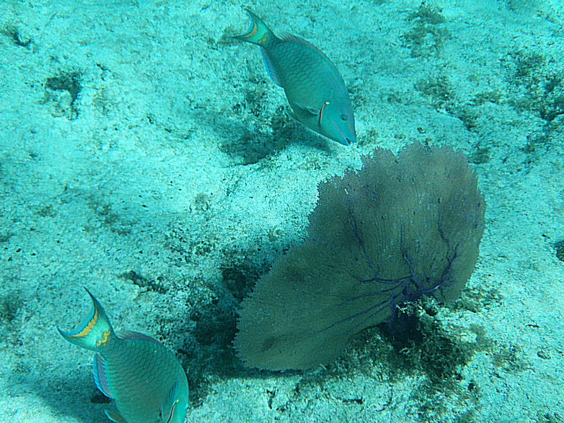 Parrotfish, Eden Rock