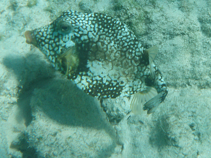 Trunkfish 