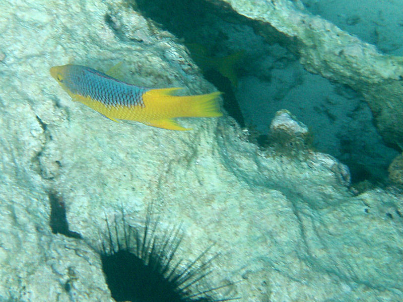 Spanish hogfish