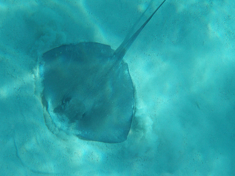 Big stingray 