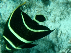 Angelfish-2.jpg