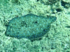 Blue Flounder
