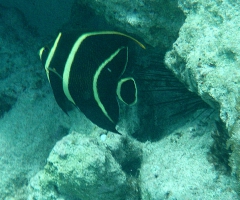 Juvenile French Angelfish