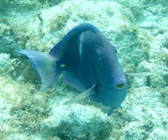 Blue Tang