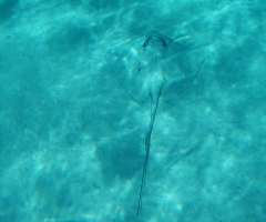 Stringray