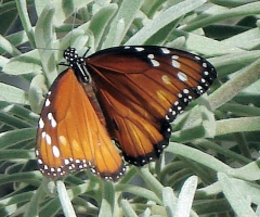 Butterfly in the pirate's garden