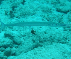 Cleaning station for a houndfish