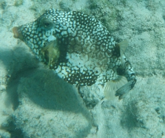 Trunkfish 