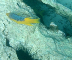 Spanish hogfish