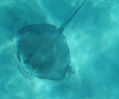 Big stingray 