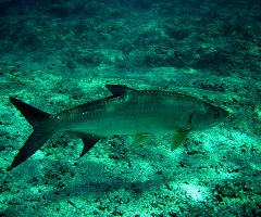 Tarpons 