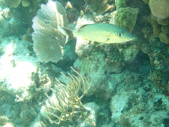 Blue Grunt, Grand Cayman