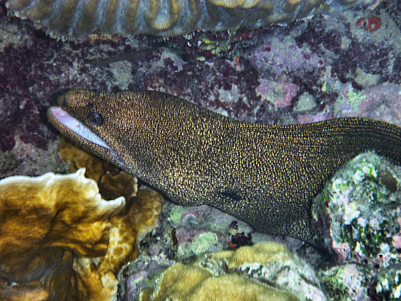 Golden moray eel, 
