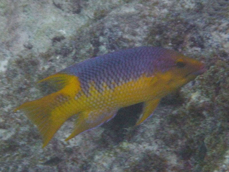 Spanish hogfish