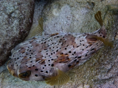 Balloonfish