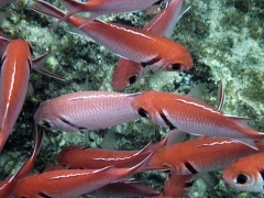 Blackbar soldierfish