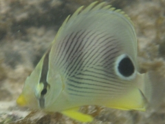 Foureye butterflyfish