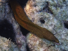 Gold moray eel
