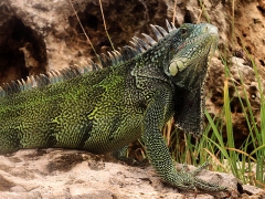 Iguana on the beach