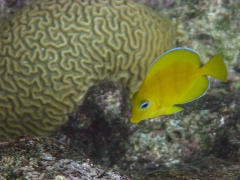 Juvenile blue tang