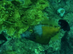 White spotted Filefish