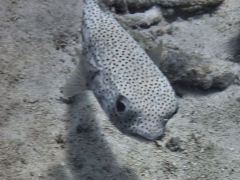 Porcupinefish