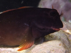 Red lipped blenny