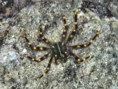 Spider crab