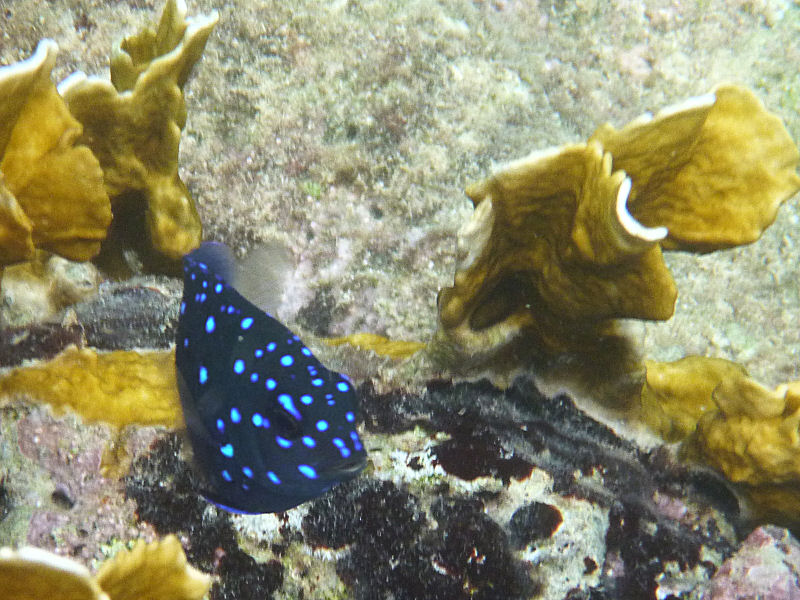 Yellowtail damselfish -juvenile