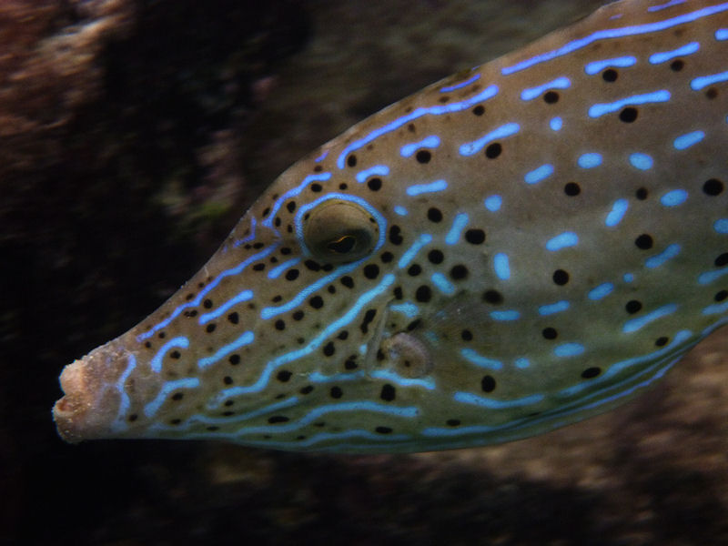 Scrawled Filefish