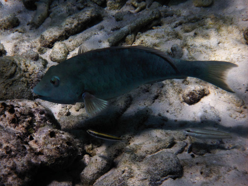 Parrot fish