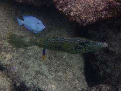 Scrawled Filefish